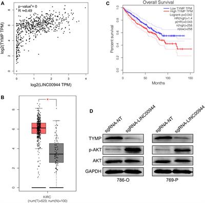 Frontiers LncRNA LINC00944 Promotes Tumorigenesis But Suppresses Akt